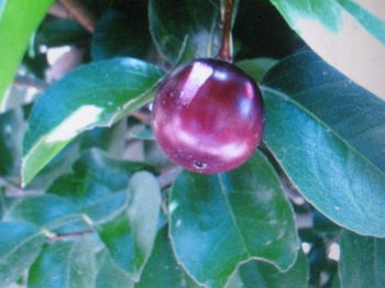 Cherry Flacourtie