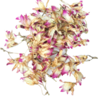 Сушеные цветы ОРХИДЕИ Chishui чешуйка
