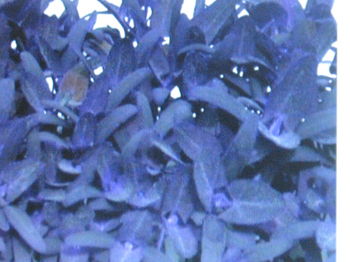 ШПИНАТ Фиолетовый реликтовый