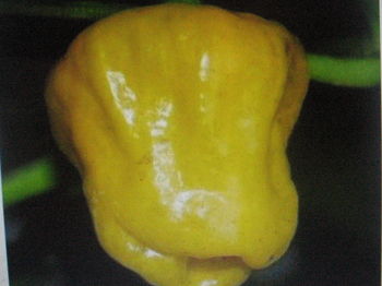 Chilli Jamaican Yellow
