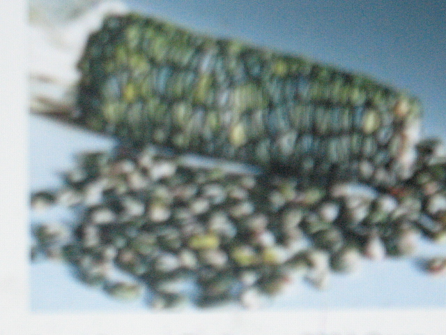 Зеленая Кукуруза Фото